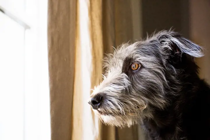 grey dog looking out of the window