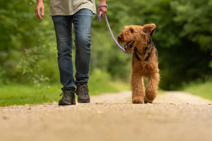 Dog on the lead