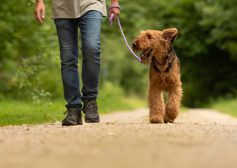 Dog on the lead