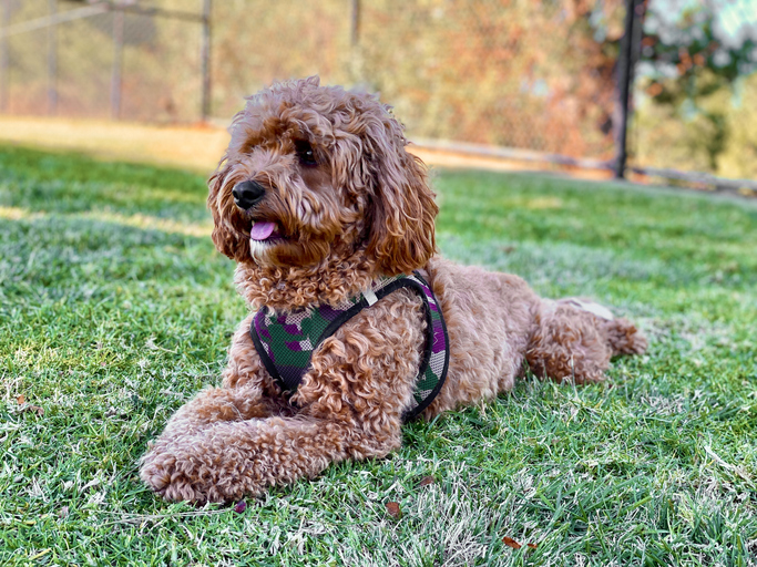 Cavapoo