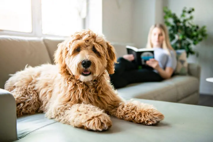 fluffy dog laying on the sofa