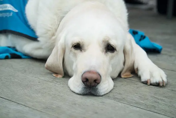 A sad looking dog laying down with its chin on the floor recovering from surgery