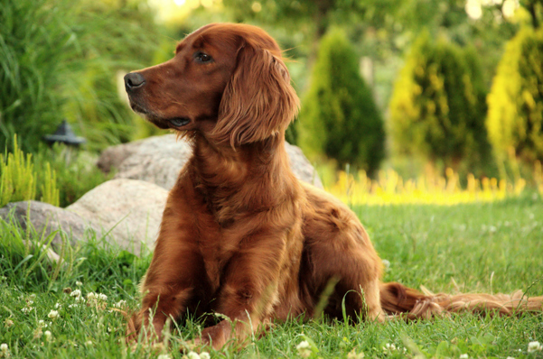 An Irish Setter sitting in a grassy garden on a sunny day