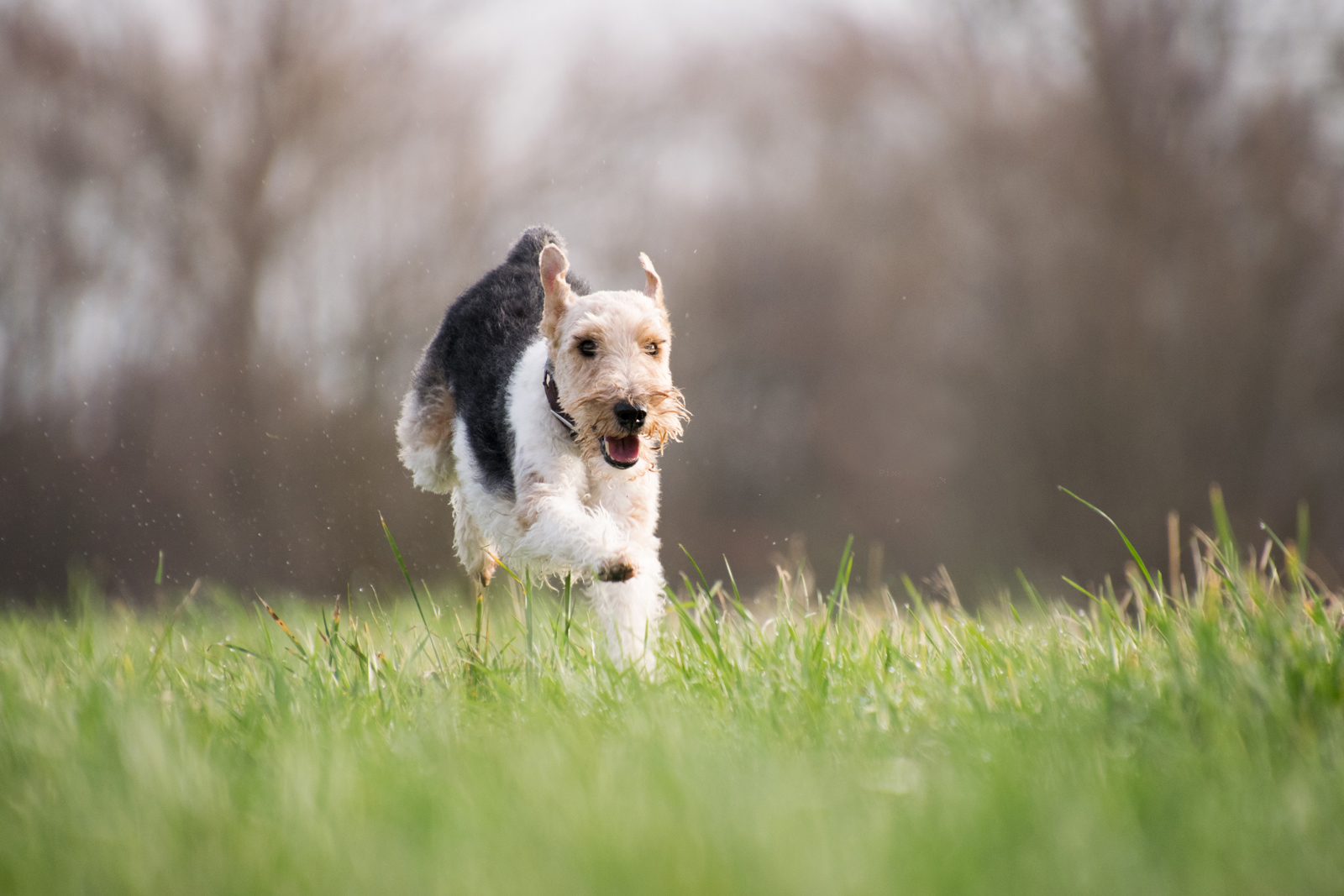 A dog running through a long grass field