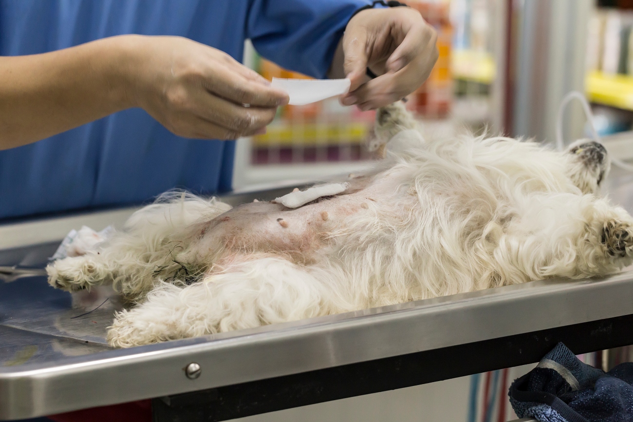 dog laying on its back on the surgery table