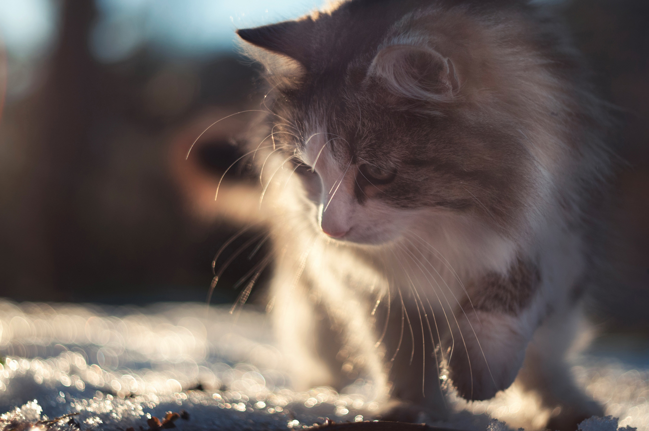 A cat lifting its paw as it walks on snow