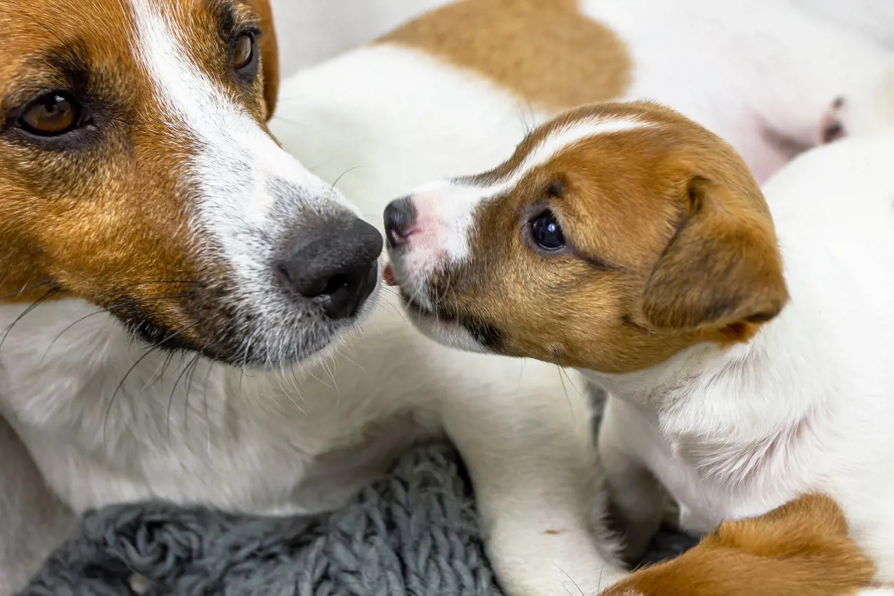 Young puppy resting next to its mother