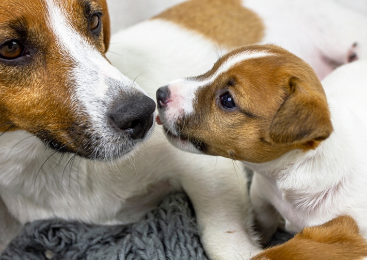 Young puppy resting next to its mother