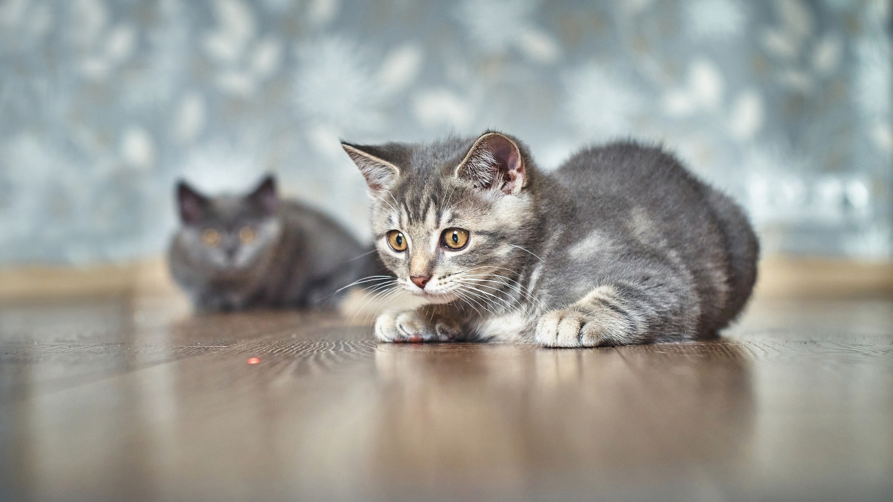 Cat on wooden floor ready to pounce at laser pointer