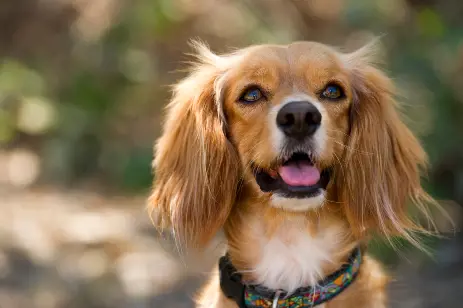 cocker spaniel with ears down