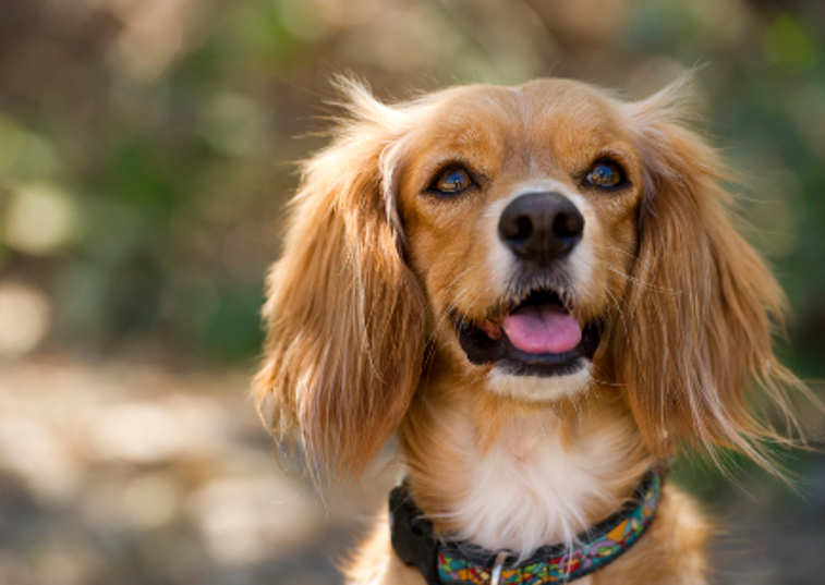 cocker spaniel with ears down