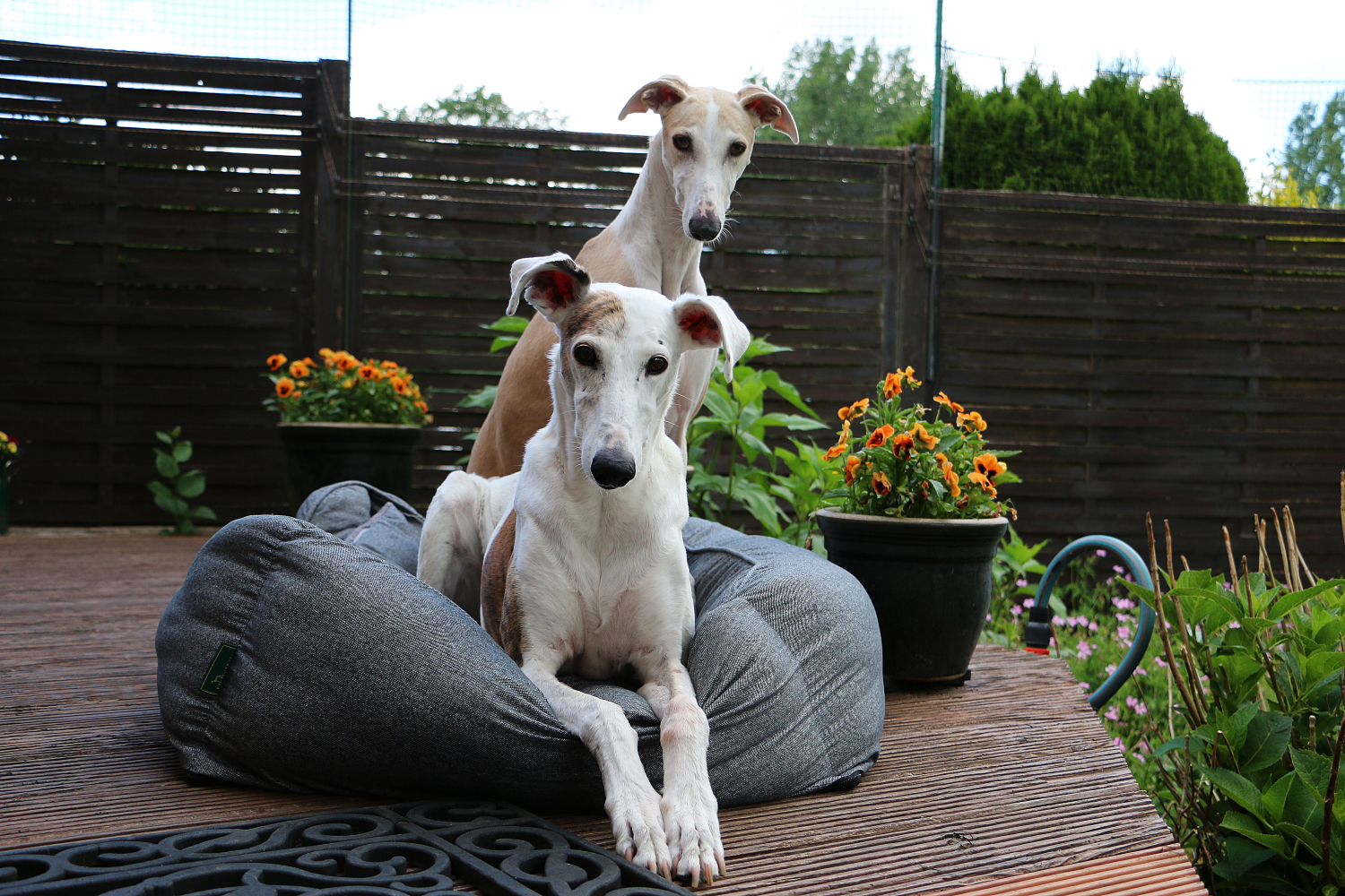 2 whippets sat on top of eachother outside