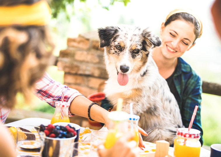 A dog sitting on its owners lap at a bbq