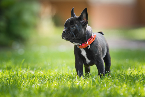 French bulldog