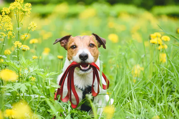 Dog in field