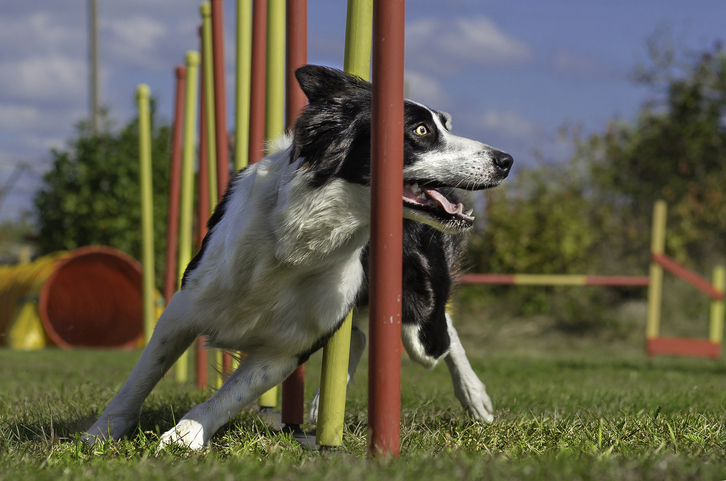 Border collie