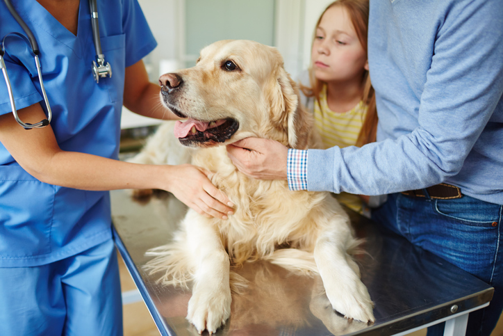 A dog laying on a vets table