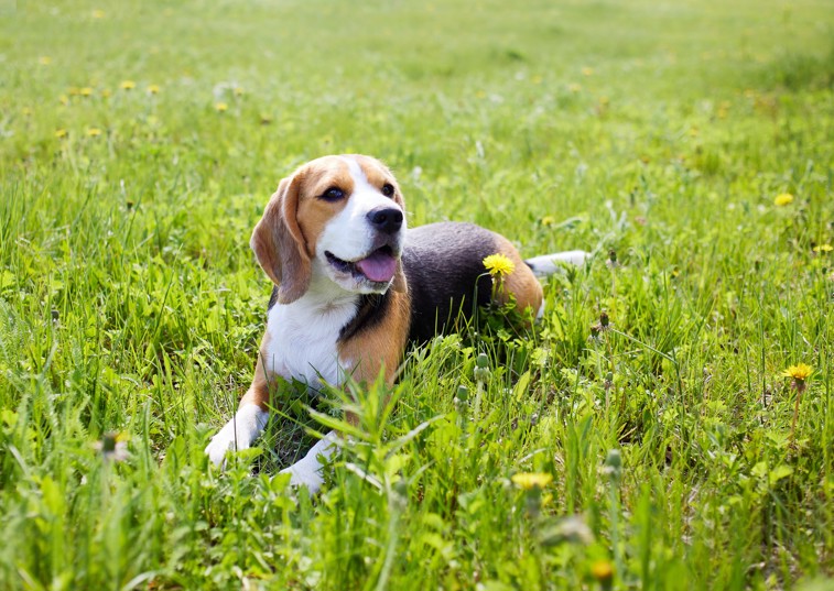 Beagle dog