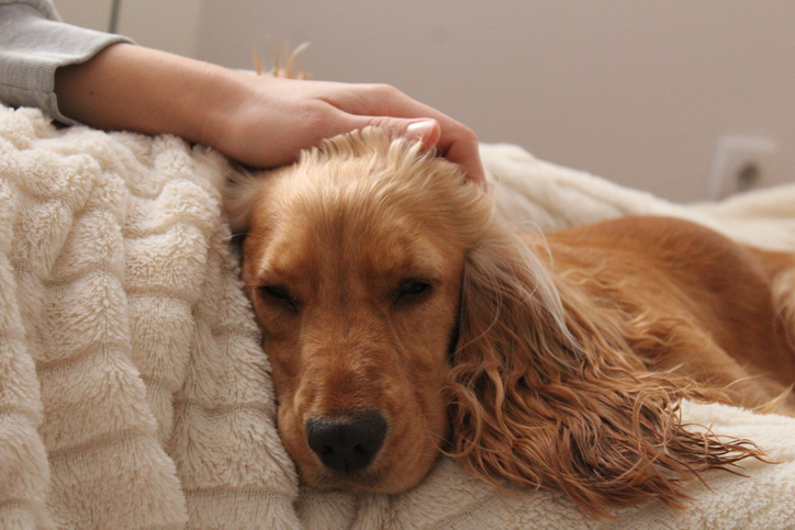 A dog laying on a blanket next to its owner