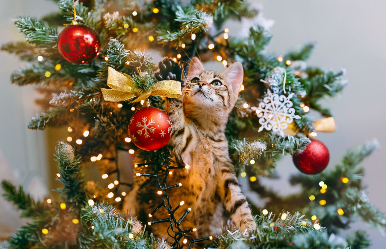 a kitten hitting a bauble