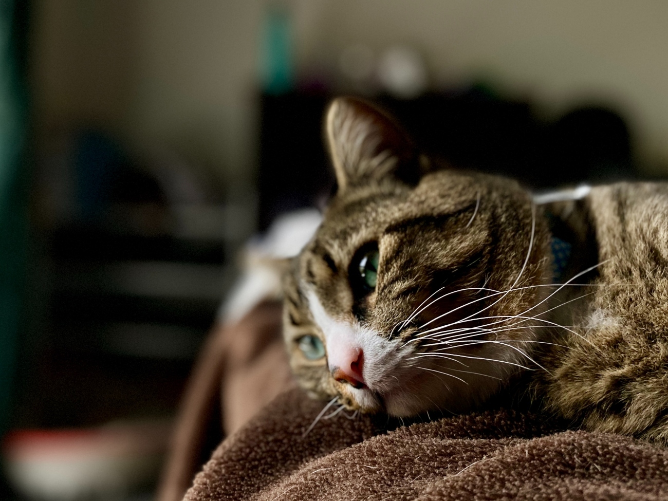 cat looking sad lying down