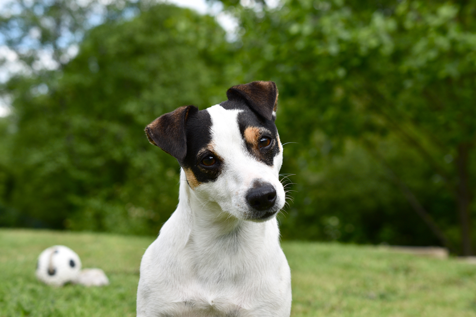 A Jack Russel terrier sitting in a garden