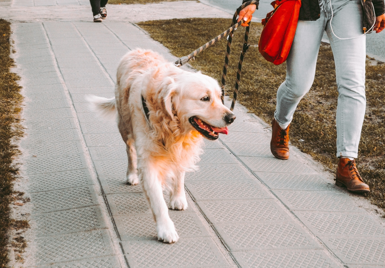 Golden retriever walking