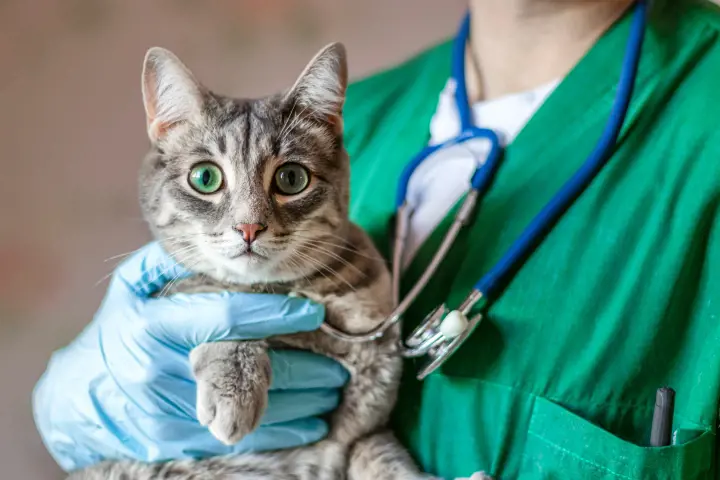 vets holding cat