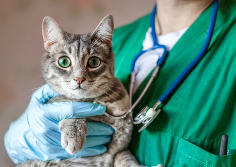 vets holding cat