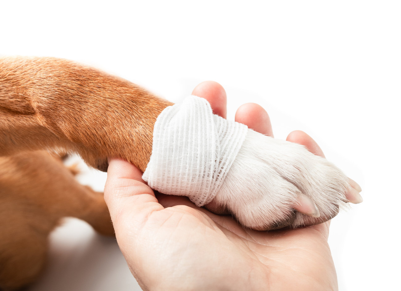 paw wrapped in white bandage