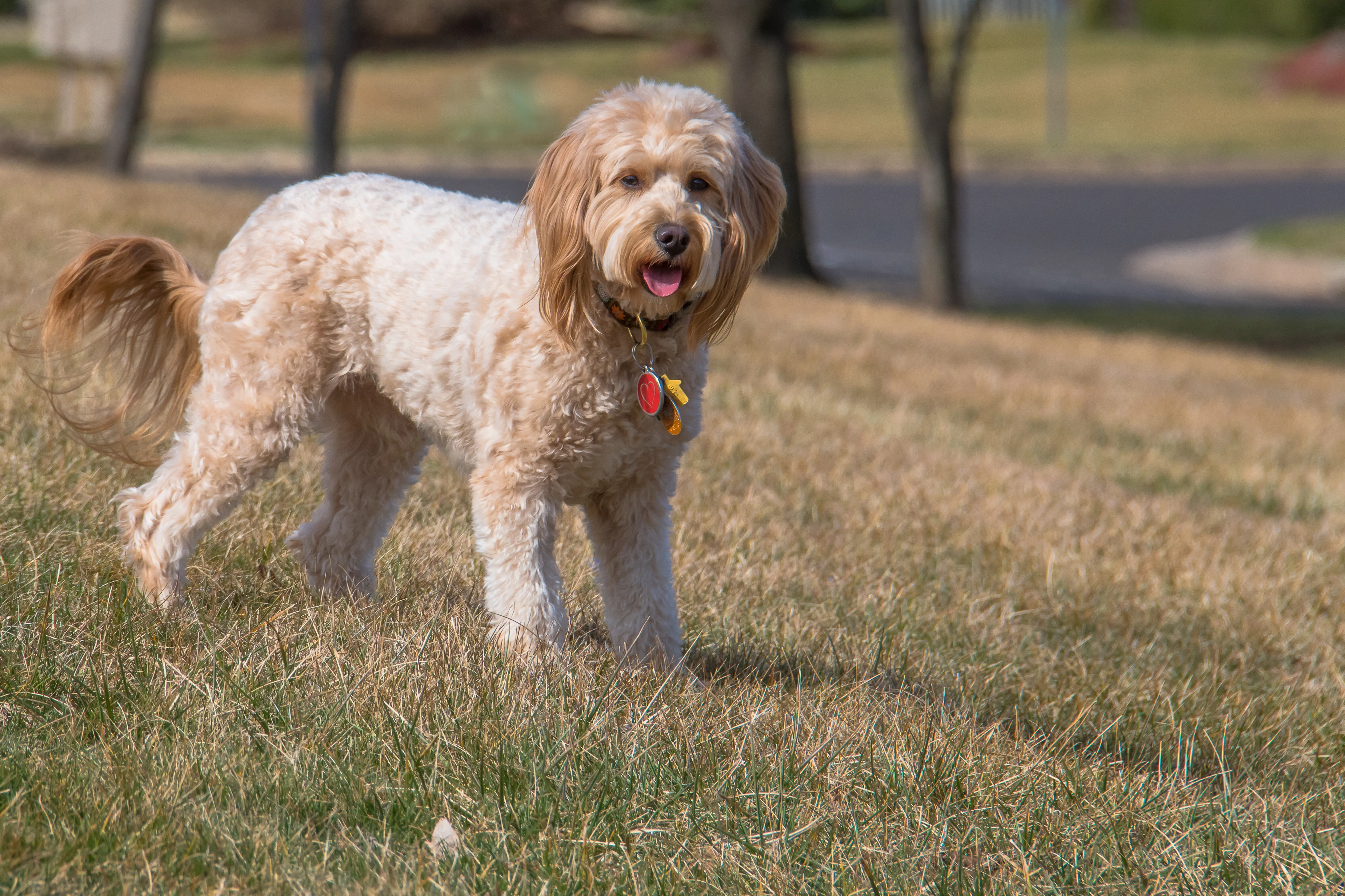 Why are mixed breeds so popular now?