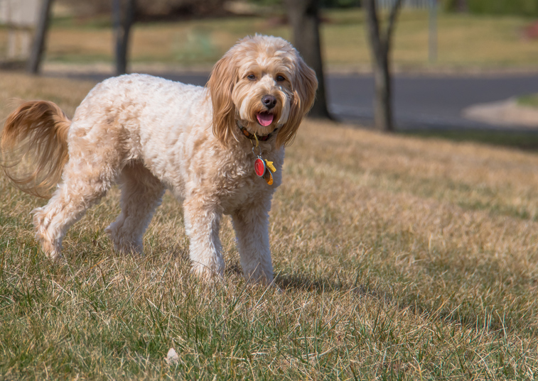 Why are mixed breeds so popular now?