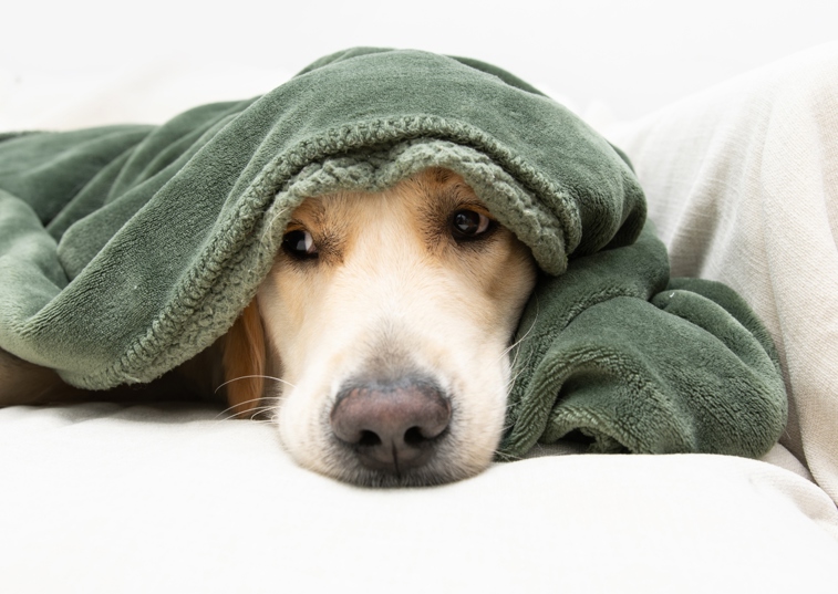 dog head is covered by a green blanket