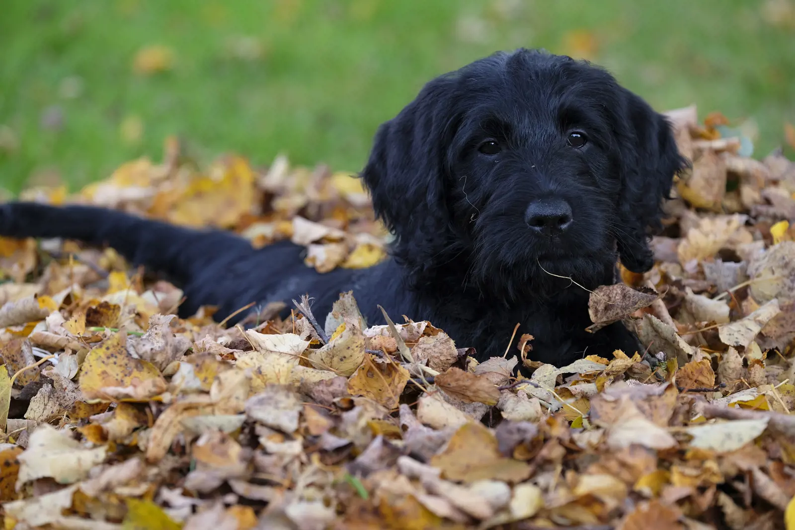 Labradoodle creator concerned about the dogs' health