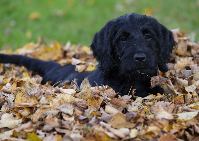 Labradoodle creator concerned about the dogs' health