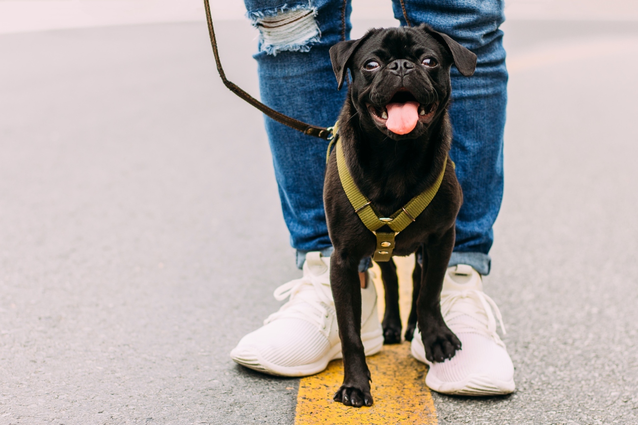 walking pug