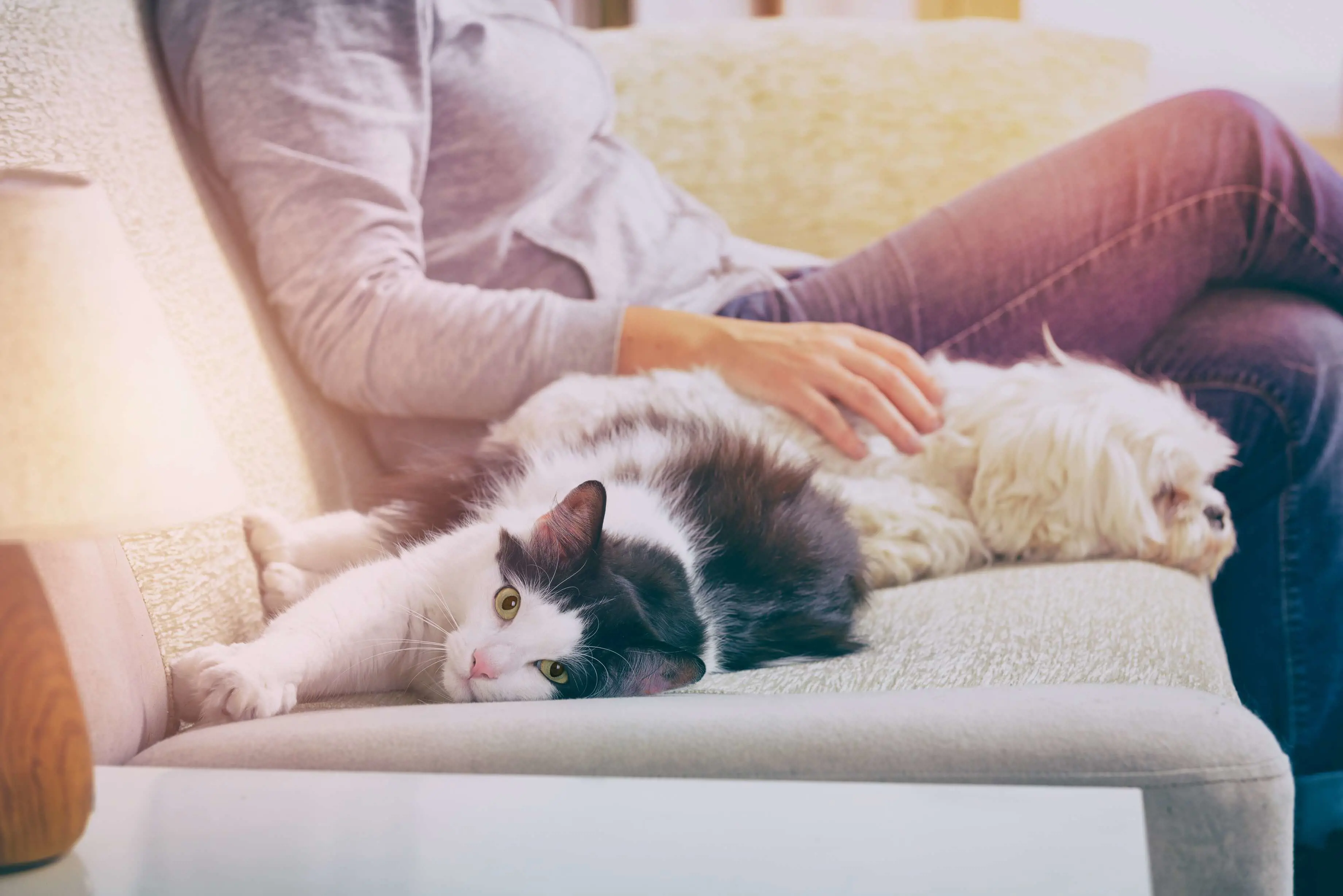 A cat and dog laying next to their owner on a sofa