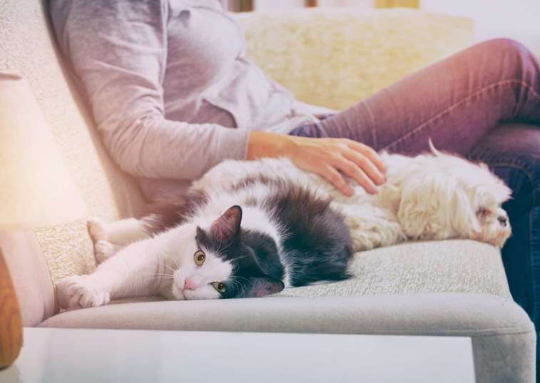 cat stretching on sofa