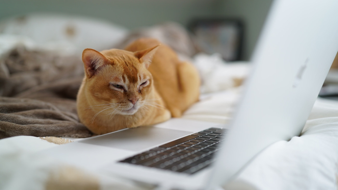 Cat on bed