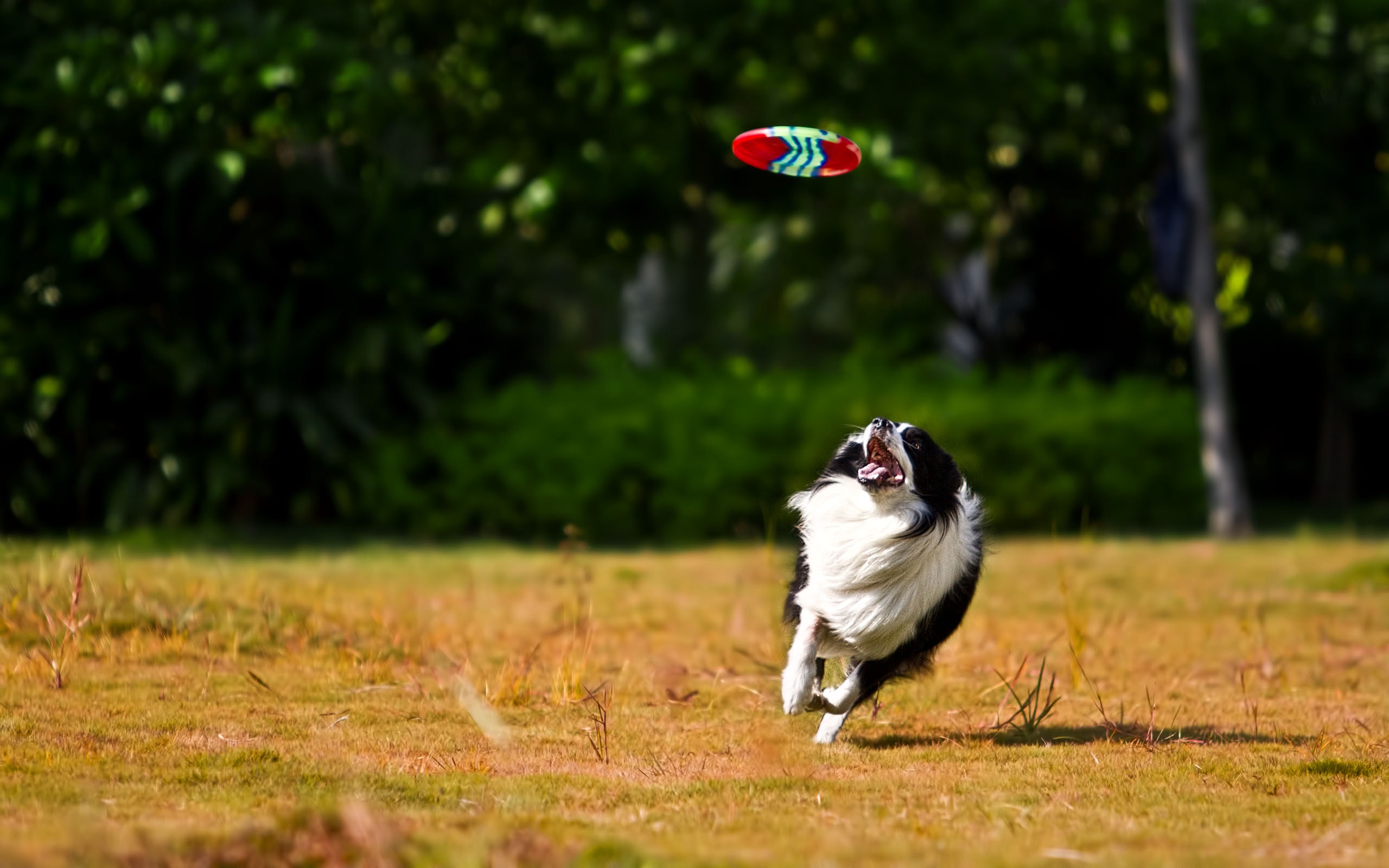 A dog chasing a Frisbee in a park