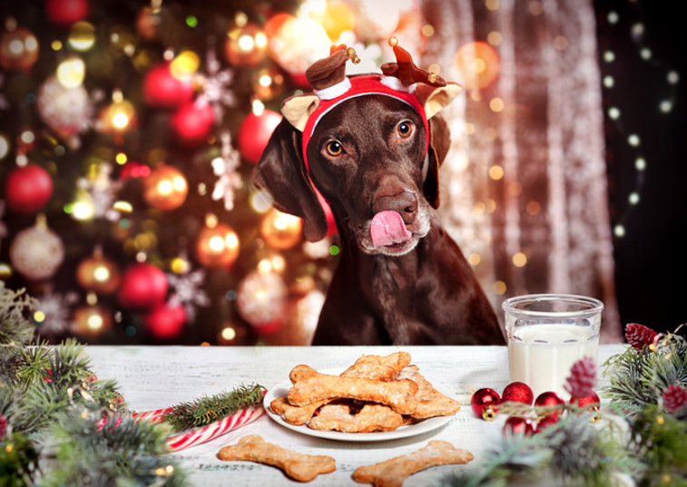 Christmas Dog