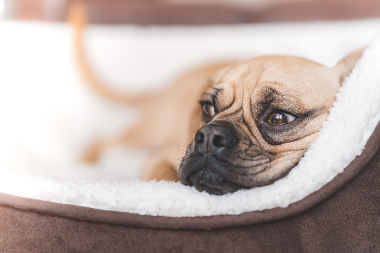 A dog laying in a comfy dog bed