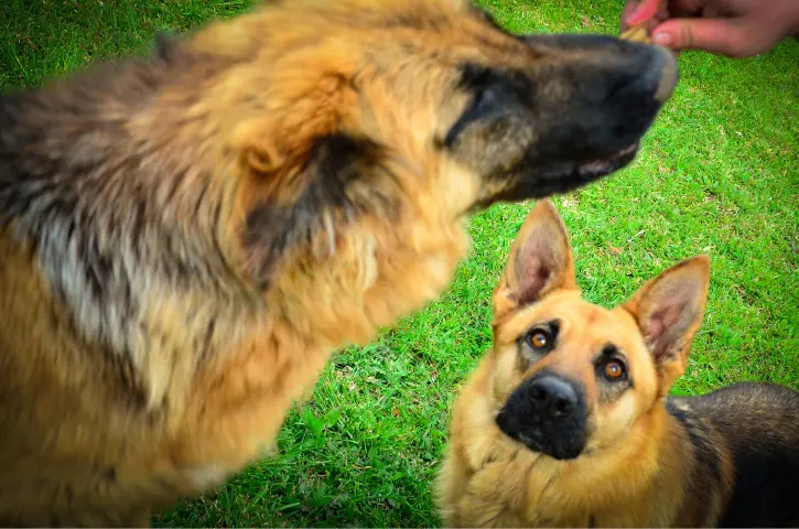 dog jealous of a different dog