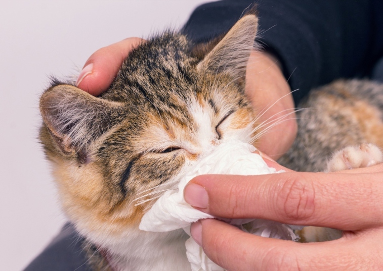 cat sneezing into tissue