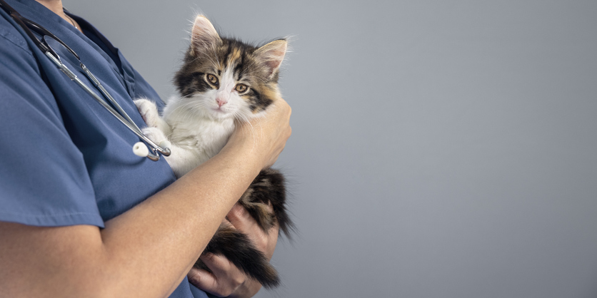 Cat with vet