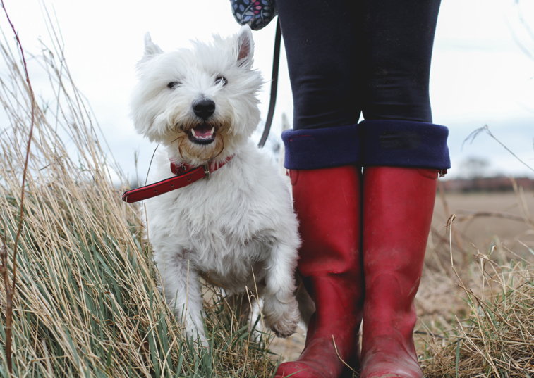 Start the New Year with a good walk!