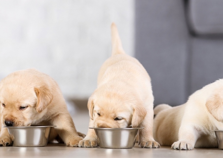 3 labrador pups eating