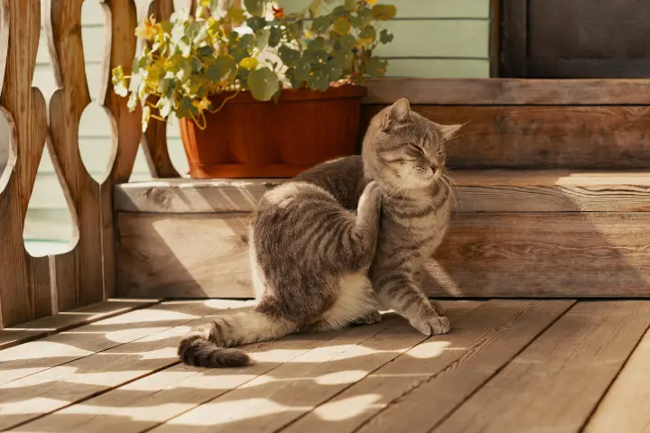 grey cat itching their face