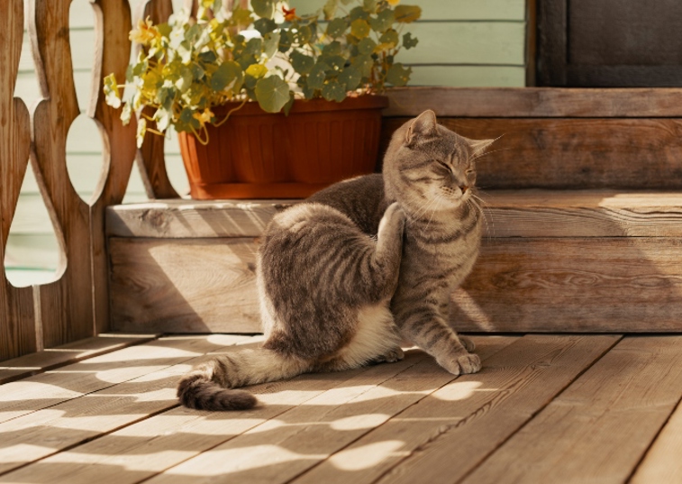 grey cat itching their face