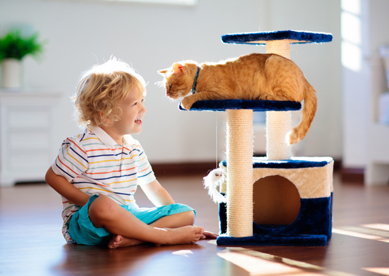 Cat with child playing